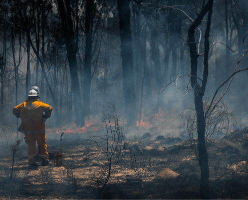 Firefighter standing in burnt area of bushland