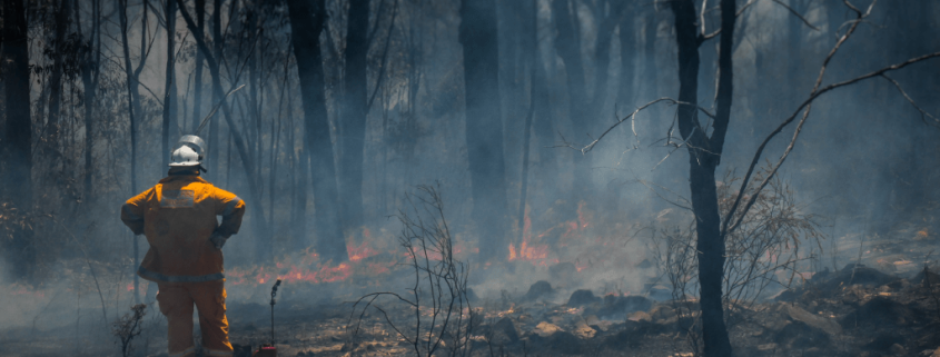 Firefighter standing in burnt area of bushland